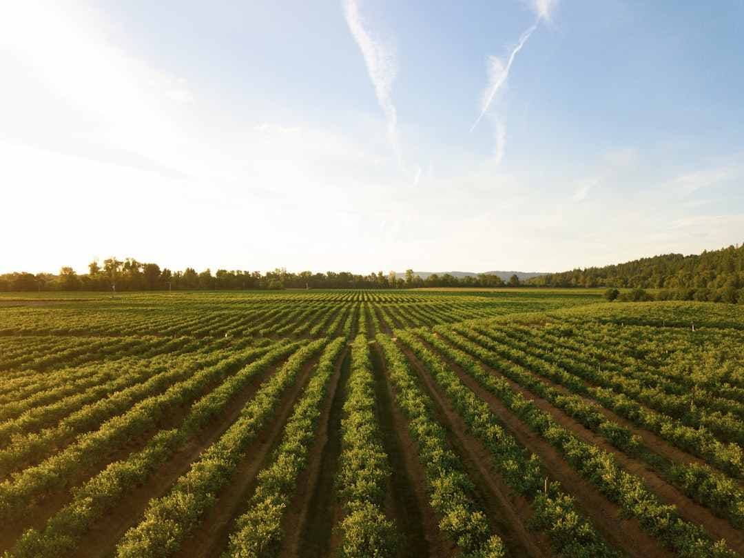 Aerial view of organic farm rows